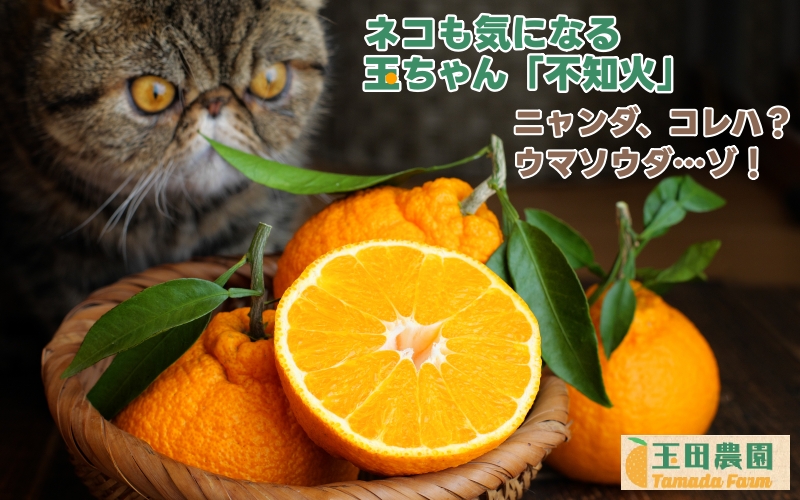  不知火 旨時 体に優しい玉ちゃん しらぬい ( デコポン と同品種 ) 約 3kg 12000円 (M～2Lサイズ混合) ※3月上旬から～4月にかけて順次発送予定 / 柑橘 果物 フルーツ くだもの 果実 【tmd010-p-3】