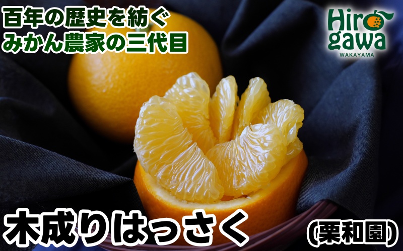 木成り はっさく 5kg サイズ混合 / 八朔 完熟 甘い 和歌山 柑橘 ※3月中旬〜4月上旬に順次発送 【krw022-r-5】