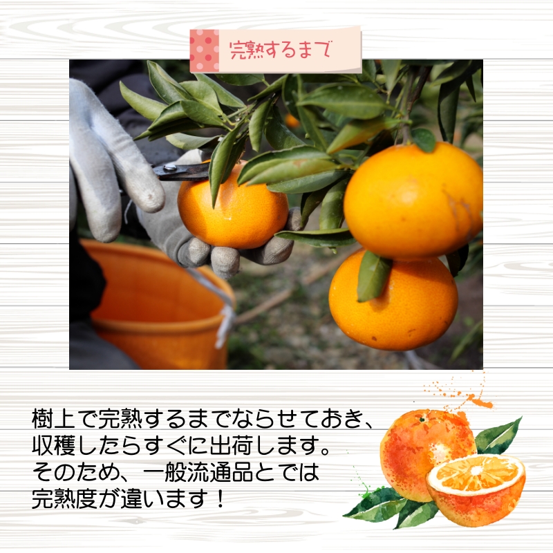 完熟 清見 オレンジ 1.5kg 久幸園 / 清見オレンジ 清見タンゴール きよみ 清美 甘い 高級 和歌山 柑橘 ※4月上旬～5月下旬に順次発送 【hsk011-r-1d5】