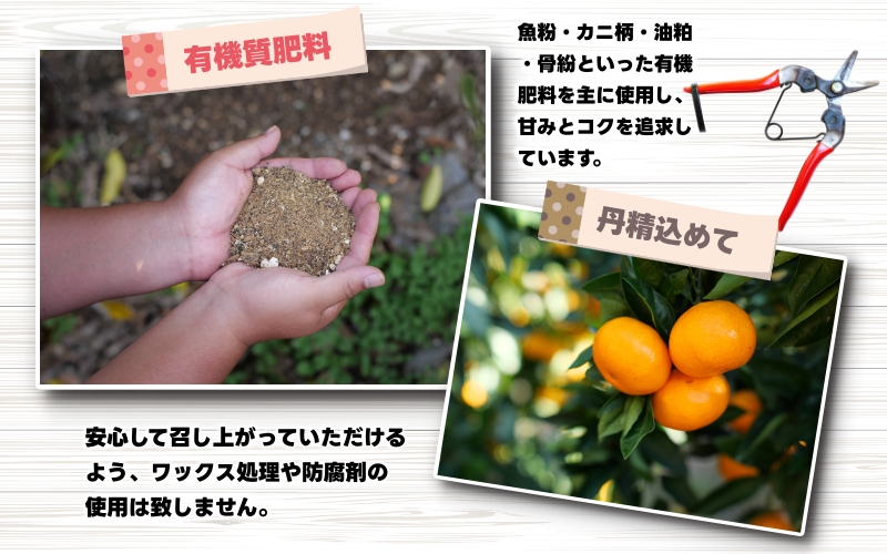 【先行予約】極早生 みかん 家庭用 4kg / 極早生みかん 温州みかん 甘い 家庭用 和歌山 柑橘 ※2026年10月上旬～11月上旬順次発送 ※北海道・沖縄・離島への配送不可 【nuk003-r-4A】