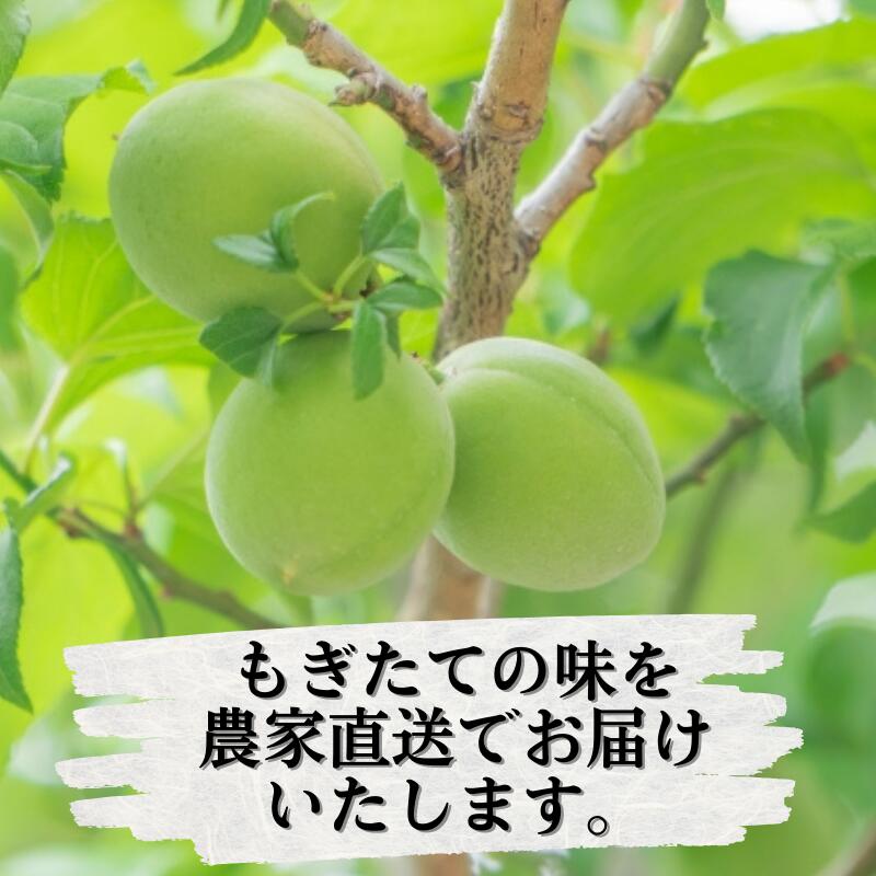 青梅 厳選 南高梅 15kg+250g（痛み補償分） / 梅 梅ジュース 梅酒 梅干し 高級 和歌山 ※5月~6月発送予定 ※北海道・沖縄・離島への配送不可 【ikd508-p-15】