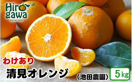 清見 オレンジ 家庭用 5kg+250g（痛み補償分） 光センサー / 訳あり 清見オレンジ 清見タンゴール きよみ 清美 甘い 和歌山 柑橘 ※2月上旬～6月上旬に順次発送 ※北海道・沖縄・離島への配送不可 【ikd011-c-5】