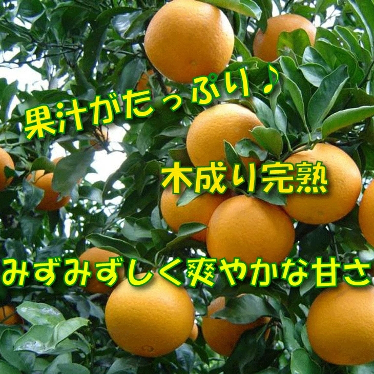 清見 オレンジ 5kg サイズ混合 光センサー / 清見オレンジ 清見タンゴール きよみ 清美 甘い 和歌山 柑橘※3月上旬～下旬に順次発送予定 ※北海道・沖縄・離島への配送不可 【nuk011-r-5B】