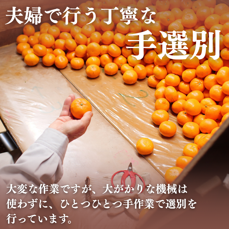 æç° ã¿ãã 10kg Mã»L / æž©å·ã¿ãã æç°ã¿ãã çã åæå±± ææ© â»12æäžæ¬ïœ1æäžæ¬ã«é 次çºé ãymk004-10-mlAã