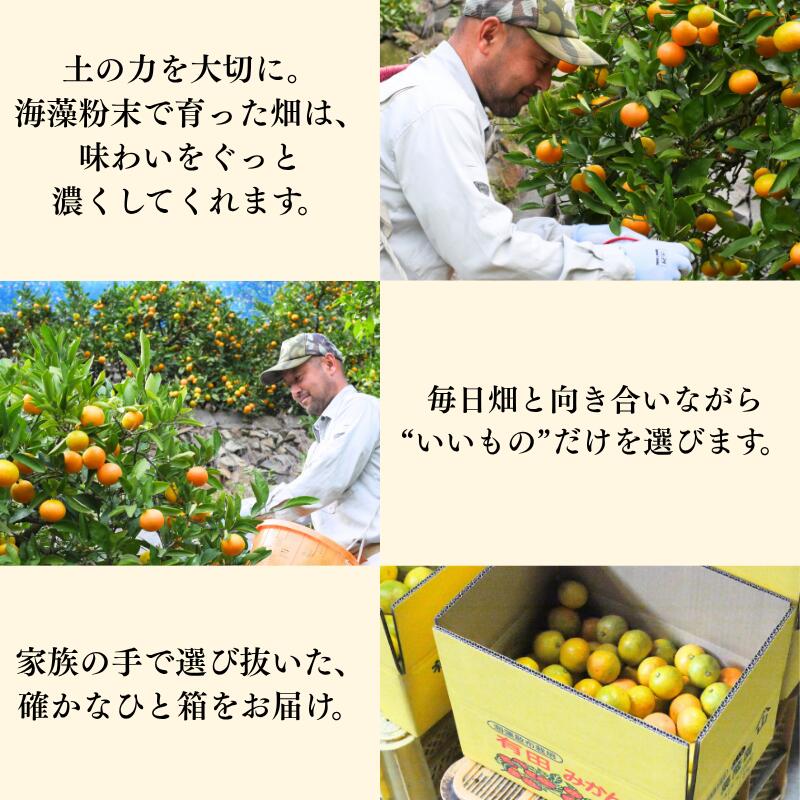  有田 みかん 秀品 サイズ混合 5kg / 有田みかん 温州みかん 甘い 秀品 和歌山 柑橘 5kg ※2025年11月～2026年3月上旬に順次発送【krt004-p-5】