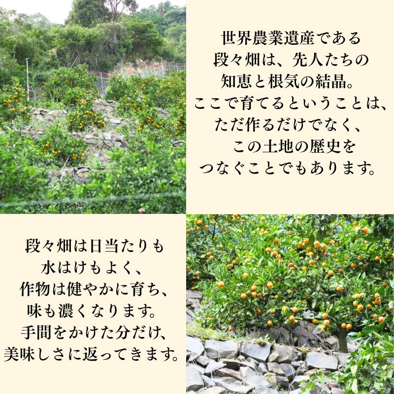  有田 みかん 秀品 サイズ混合 5kg / 有田みかん 温州みかん 甘い 秀品 和歌山 柑橘 5kg ※2025年11月～2026年3月上旬に順次発送【krt004-p-5】