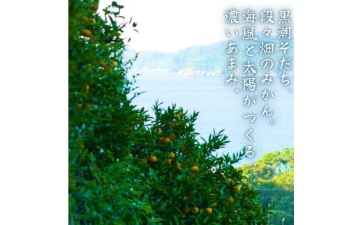  有田 みかん ご家庭用 サイズ混合 10kg / 有田みかん 温州みかん 甘い 家庭用 和歌山 柑橘 10kg ※※11月上旬～翌年3月中旬に順次発送予定【krt004-c-10】