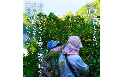  有田 みかん ご家庭用 サイズ混合 10kg / 有田みかん 温州みかん 甘い 家庭用 和歌山 柑橘 10kg ※※11月上旬～翌年3月中旬に順次発送予定【krt004-c-10】