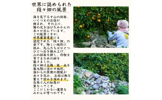  有田 みかん ご家庭用 サイズ混合 10kg / 有田みかん 温州みかん 甘い 家庭用 和歌山 柑橘 10kg ※※11月上旬～翌年3月中旬に順次発送予定【krt004-c-10】