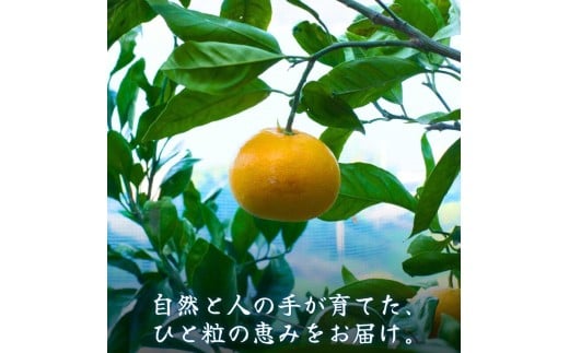  有田 みかん ご家庭用 サイズ混合 10kg / 有田みかん 温州みかん 甘い 家庭用 和歌山 柑橘 10kg ※※11月上旬～翌年3月中旬に順次発送予定【krt004-c-10】
