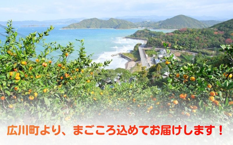 âŒæµ·è»æœçš æç°ã¿ãã æéžæ 10kg â»2026幎11æäžæ¬ïœç¿å¹Ž1æäžæ¬é ã«é 次çºéäºå® /mikan ã¿ãã åæå±±ã¿ãã ããã ã¿ãã æç© ãã ãã® ãã«ãŒã ææ© ã¿ãã èæ ç£å°çŽé æ°ééå® åœç£ ãaii004-r-10Aã