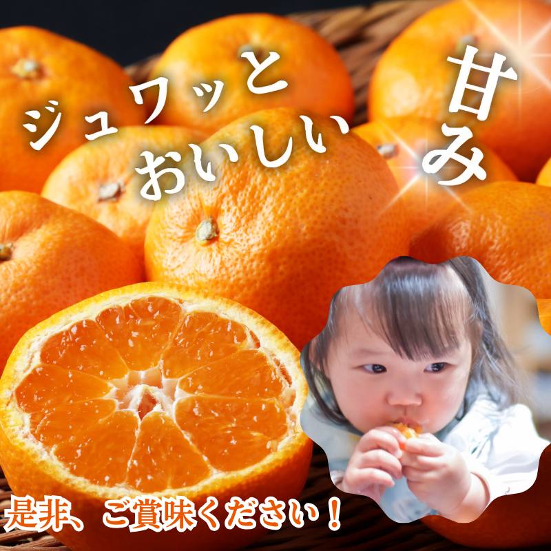 æ©ç æç°ã¿ãã10kg (倧çïŒ2Lïœ â»11æïœ1æé 次çºéäºå® ãtkn004-wr-l-10-12ã