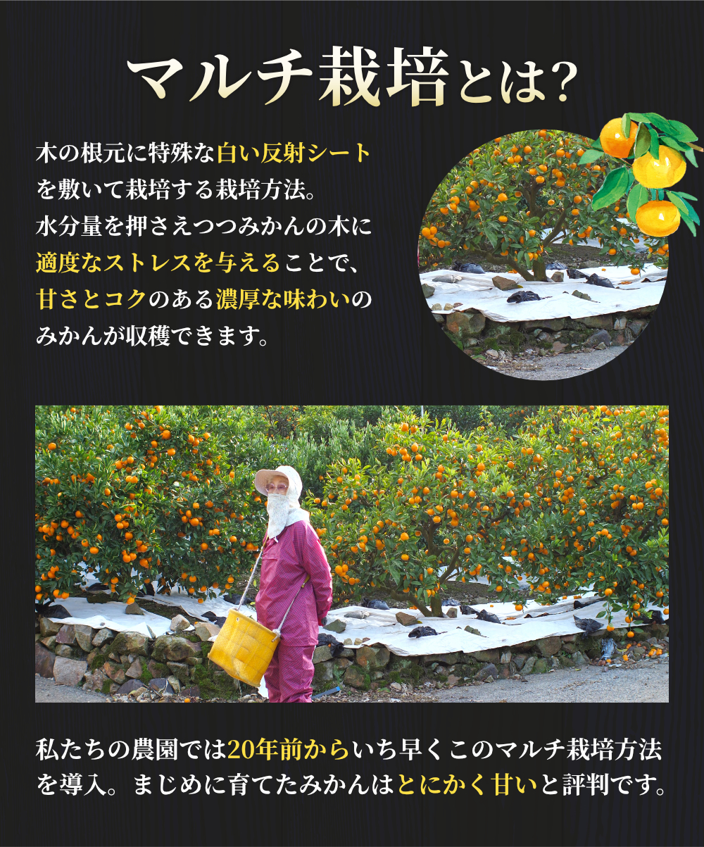 有田 みかん 特選 5kg 【 創業120年 農家直送 】 / 温州みかん 有田みかん 甘い 高級 和歌山 柑橘 ※11月中旬～2月上旬に順次発送 【isy004-r-5B】