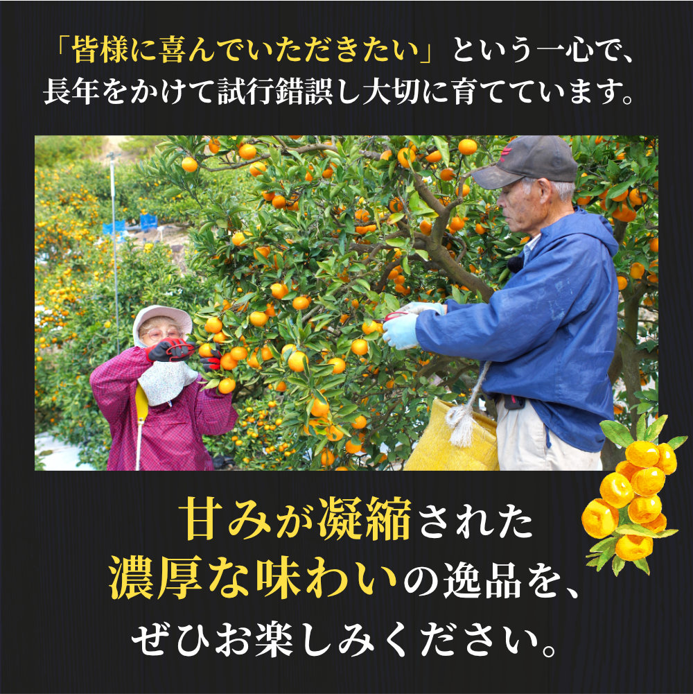 有田 みかん 特選 5kg 【 創業120年 農家直送 】 / 温州みかん 有田みかん 甘い 高級 和歌山 柑橘 ※11月中旬～2月上旬に順次発送 【isy004-r-5B】