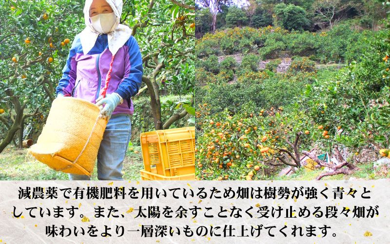 鹿蔵の 有田 みかん プレミアム 10kg+250g(傷み補償分) 光センサー 選果 / 温州みかん 有田みかん 甘い 高級 厳選 和歌山 柑橘 ※11月中旬より1月下旬に順次発送 ※北海道・沖縄・離島への配送不可 【ikd004-prem-10B】