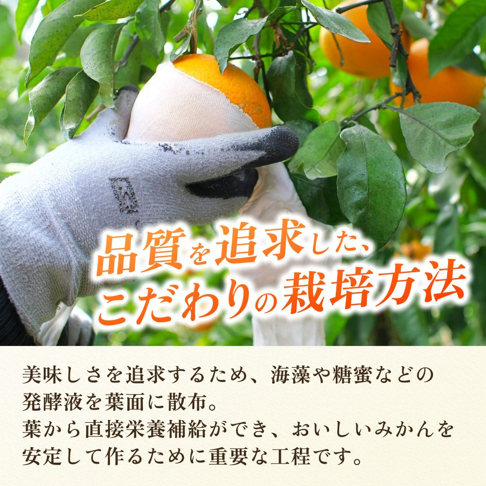 頑固オヤジの 有田 みかん 10kg / 温州みかん 有田みかん 甘い 和歌山 柑橘 ※11月中旬～1月下旬に順次発送 【krf004-r-10A】