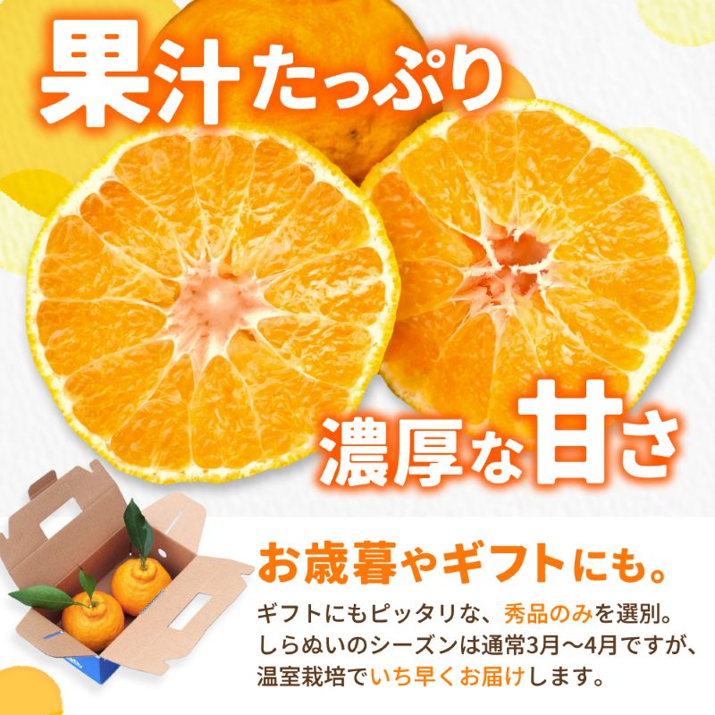 温室 不知火 （ しらぬい ） 2玉入 / デコポン ハウス栽培 甘い 和歌山 柑橘 お歳暮 ※2026年11月下旬〜2026年12月下旬に順次発送 【ymk006-p-2】