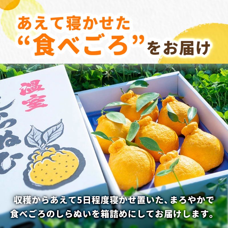 温室 不知火 （ しらぬい ） 2玉入 / デコポン ハウス栽培 甘い 和歌山 柑橘 お歳暮 ※2026年11月下旬〜2026年12月下旬に順次発送 【ymk006-p-2】