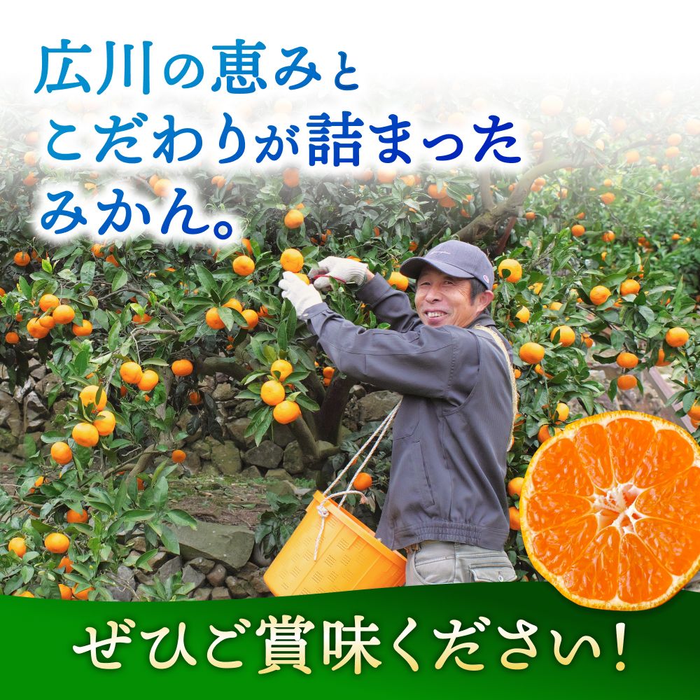 倧奜ã ã¿ãã 5kg ãå®¶åºçš ãµã€ãºæ··å / æž©å·ã¿ãã æç°ã¿ãã çã ææ© åæå±± â»2026幎11æäžæ¬ãã2027幎1æäžæ¬ã«é 次çºéäºå® ãnkh004-c-5ã