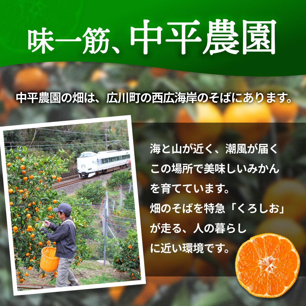 倧奜ã ã¿ãã 5kg ãå®¶åºçš ãµã€ãºæ··å / æž©å·ã¿ãã æç°ã¿ãã çã ææ© åæå±± â»2026幎11æäžæ¬ãã2027幎1æäžæ¬ã«é 次çºéäºå® ãnkh004-c-5ã