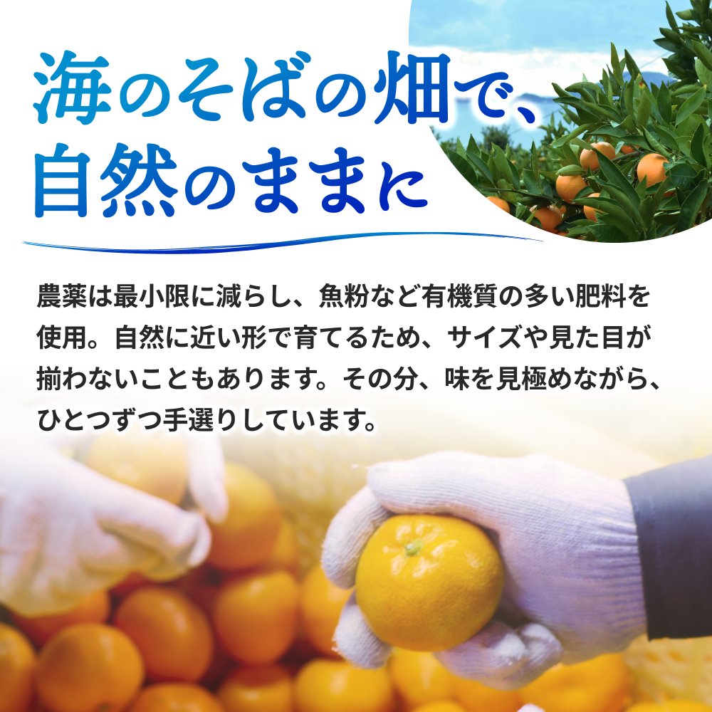 倧奜ã ã¿ãã 5kg ãå®¶åºçš ãµã€ãºæ··å / æž©å·ã¿ãã æç°ã¿ãã çã ææ© åæå±± â»2026幎11æäžæ¬ãã2027幎1æäžæ¬ã«é 次çºéäºå® ãnkh004-c-5ã