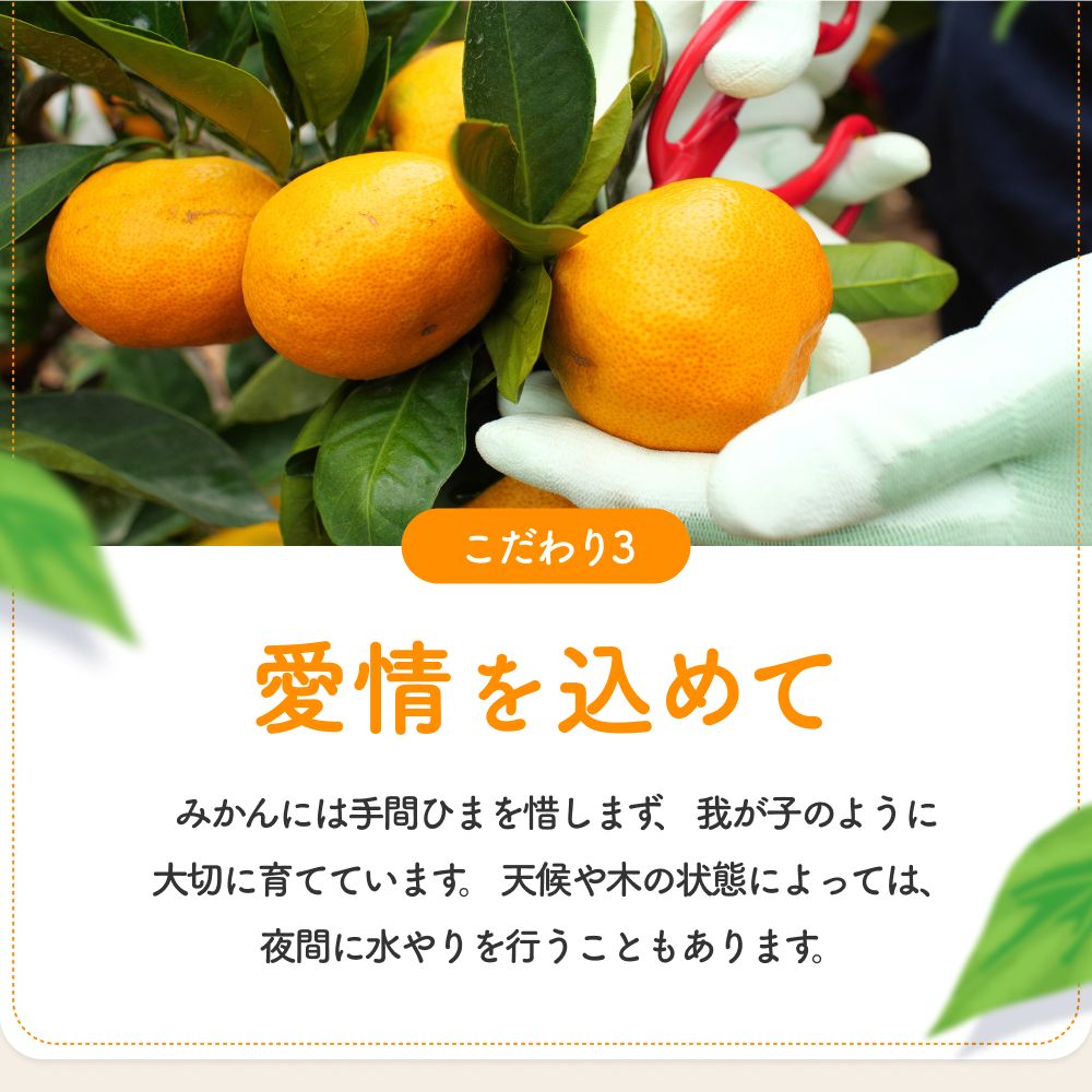 譌ゥ逕 譛臥伐縺ソ縺九s10kg (螟ァ邇会シ2Lス 窶サ2026蟷エ11譛茨ス2027蟷エ1譛井クュ譌ャ鬆縺ォ鬆谺。逋コ騾∽コ亥ョ 縲腎kn004-wr-l-10-12縲