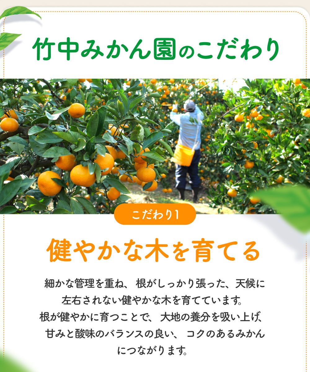 譌ゥ逕 譛臥伐縺ソ縺九s10kg (螟ァ邇会シ2Lス 窶サ2026蟷エ11譛茨ス2027蟷エ1譛井クュ譌ャ鬆縺ォ鬆谺。逋コ騾∽コ亥ョ 縲腎kn004-wr-l-10-12縲