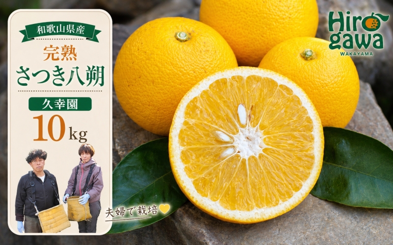 完熟 さつき 八朔 10kg / はっさく 甘い 和歌山 柑橘 ※4月上旬～6月上旬頃に順次発送予定【hsk022-r-10】
