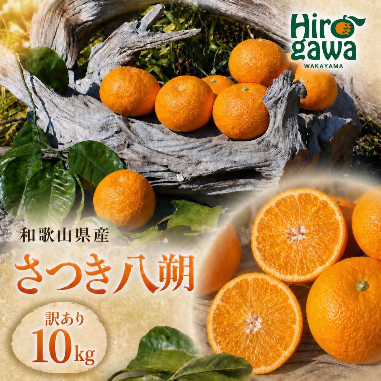 さつき 八朔 訳あり 10kg ※2027年3月上旬～2027年3月下旬に順次発送 // さつき 八朔 柑橘 和歌山 有田 家庭用 プレミアム 厳選 訳あり わけあり 傷あり 紀州 国産 【gsa022-c-10】