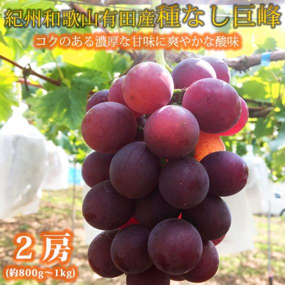 紀州有田産の種なし巨峰ぶどう２房（約800g?1kg）【2026年発送 先行予約】