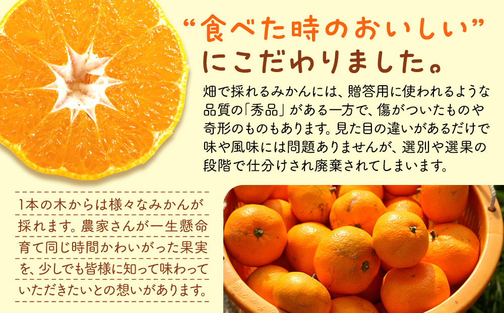 みかん うま採り 箱込約 2.5kg（内容量2.3kg） 光センサー選別 みかんの会厳選 サイズミックス 和歌山県産 産地直送 【みかんの会】［2026年11月中旬より順次出荷予定］