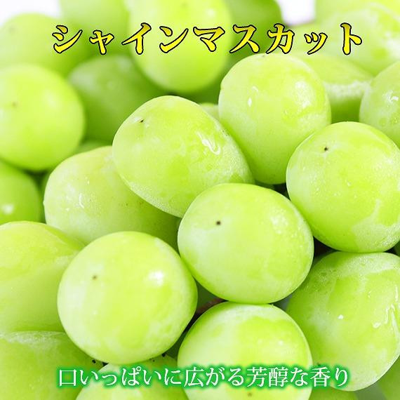 紀州有田産シャインマスカット　約1.2kg【先行予約】【2026年8月下旬以降発送予定】