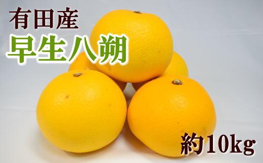 ［数量限定］有田産早生八朔約10kg（サイズ混合）★2026年12月中旬頃より順次発送