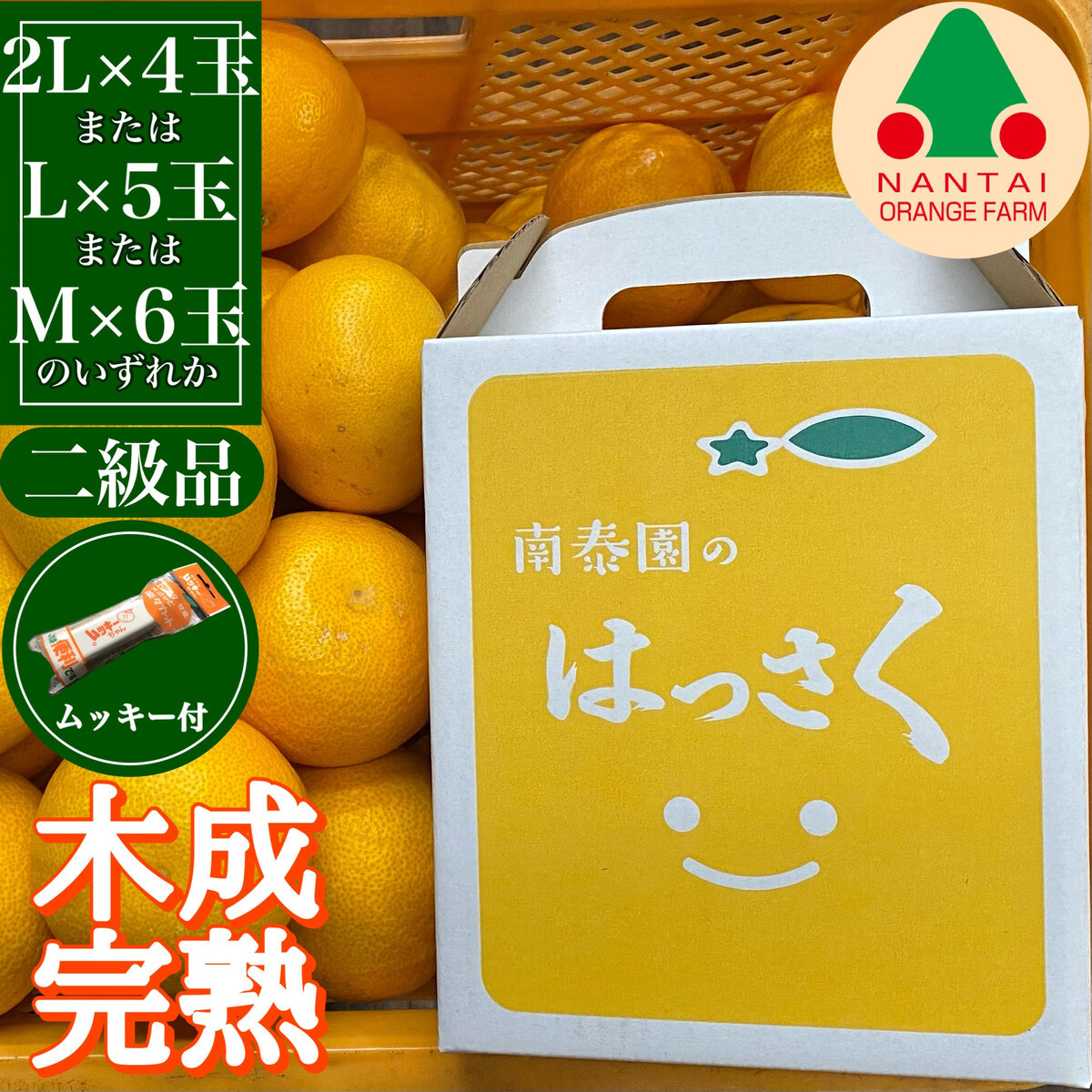 ちょっと 傷あり 4月 まで 木成 完熟 させた 有田 はっさく 2L ～ M ( 4玉 ～ 6玉 ) 手さげ箱 ムッキー 同梱 南泰園 みかん