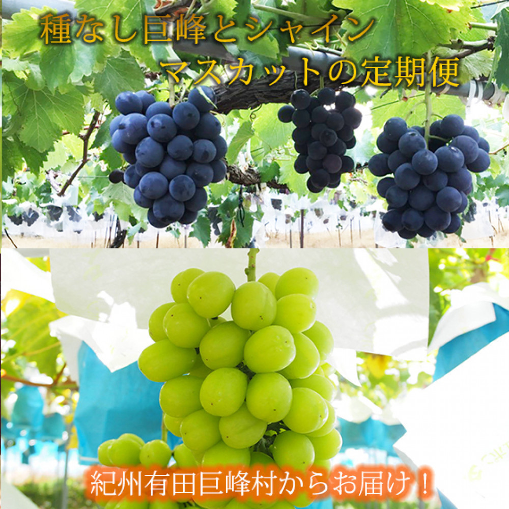 定期便 8・9月発送 紀州有田産旬のぶどうセット（種なし巨峰×約2kg・シャインマスカット×約2kg）