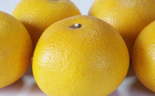 ［手選果］有田産の八朔10kg（SまたはMサイズいずれかお届け）★2027年1月下旬より順次発送