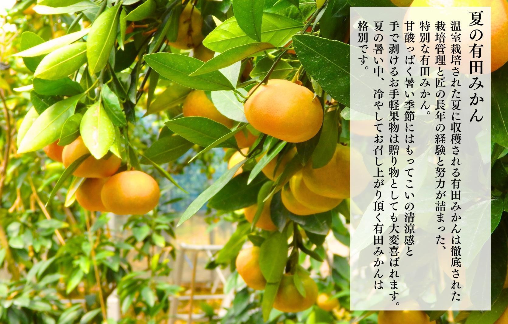 【母の日ギフト】ハウスみかん 温室栽培 夏の有田みかん 2kg 秀品 L M Sサイズのいずれか 和歌山県産 産地直送 【みかんの会】