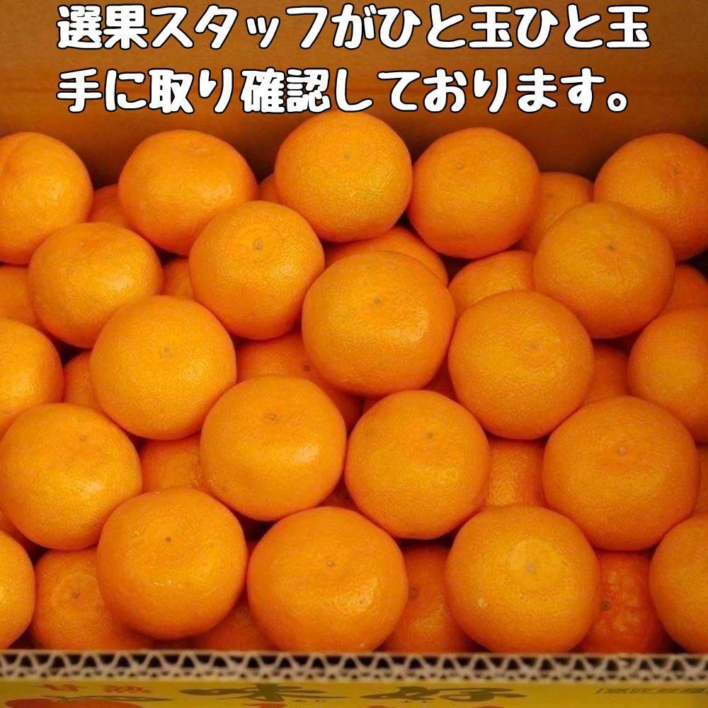 有田みかん 早生S～Lサイズ混合 約5kg【2026年発送 先行予約】