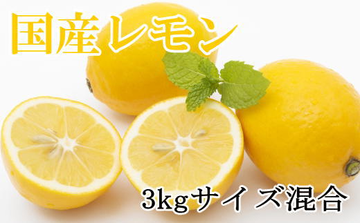 【産直】和歌山産レモン約3kg（サイズ混合）★2026年3月中旬頃より順次発送【TM150w】
