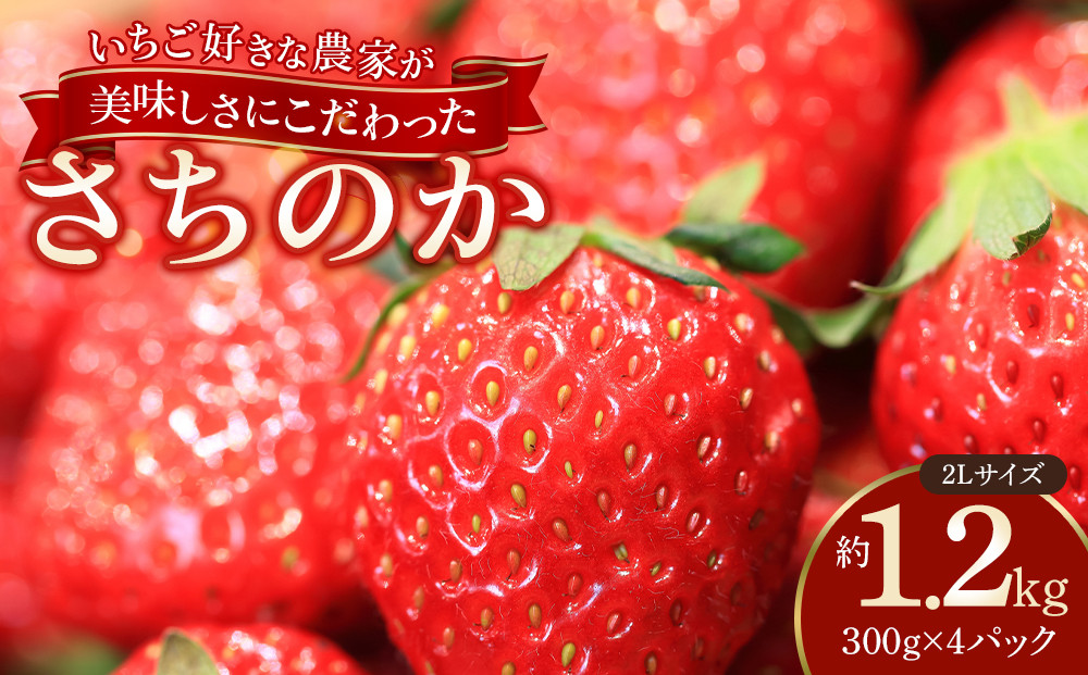 おいしさにこだわった いちご 苺 さちのか 300g × 4パック 合計 1.2kg 2L サイズ 江川農園
