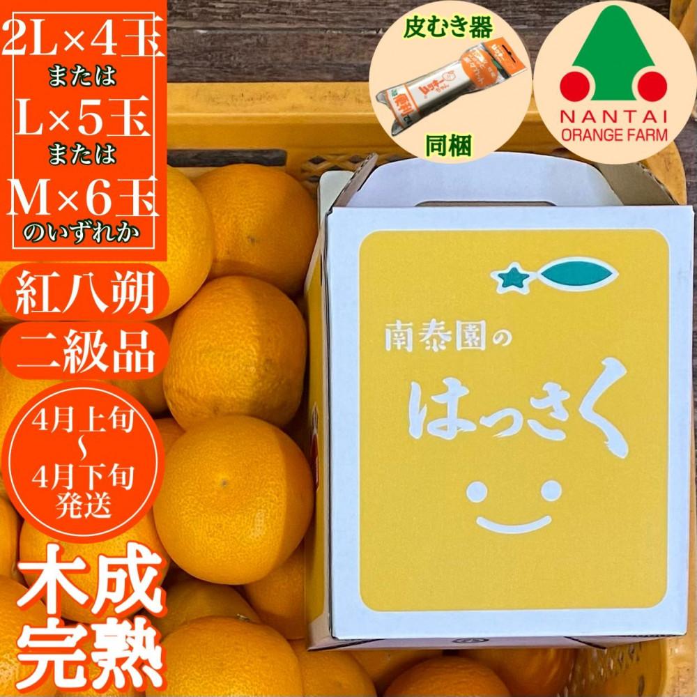 【ムッキー同梱】 ちょっと 傷あり 木成完熟 紅はっさく 2L ～ M ( 4玉 ～ 6玉 ) 手さげ箱 【2026年4月上旬～発送】