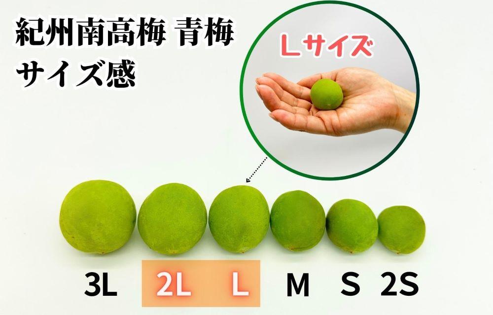 【2026年7月上旬～出荷予定】梅 冷凍 青梅 南高梅 3kg ( 1kg × 3袋 ) 秀品 2L or Lサイズ 和歌山県産 紀州有田  【みかんの会】