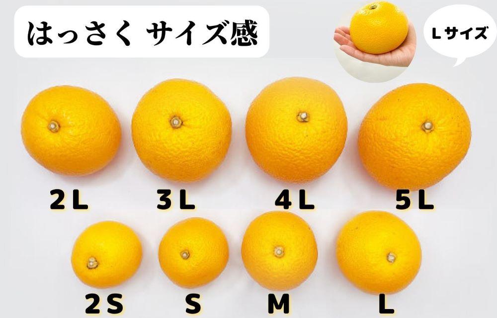 八朔 訳あり それでも 有田の八朔  (はっさく) 箱込 2.5kg (内容量約 2.3kg) サイズミックス B品 和歌山県産  産地直送［おまけ付き］［みかんの会］