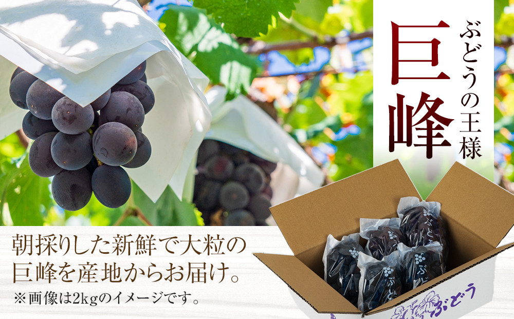 ［先行予約］[新鮮・産直]和歌山有田産のたねなし巨峰約1kg★2026年8月上旬頃より順次発送