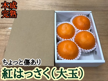 ちょっと 傷あり 木成完熟 紅はっさく 大玉 2L × 4玉入 茶小箱【2026年4月上旬～発送】