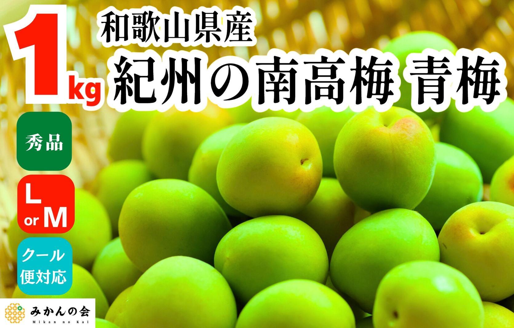 ［2026年6月上旬出荷］ 青梅 南高梅 約1kg 秀品 LまたはMサイズ 和歌山県産 A品 梅酒作り用 梅ジュース作り用
