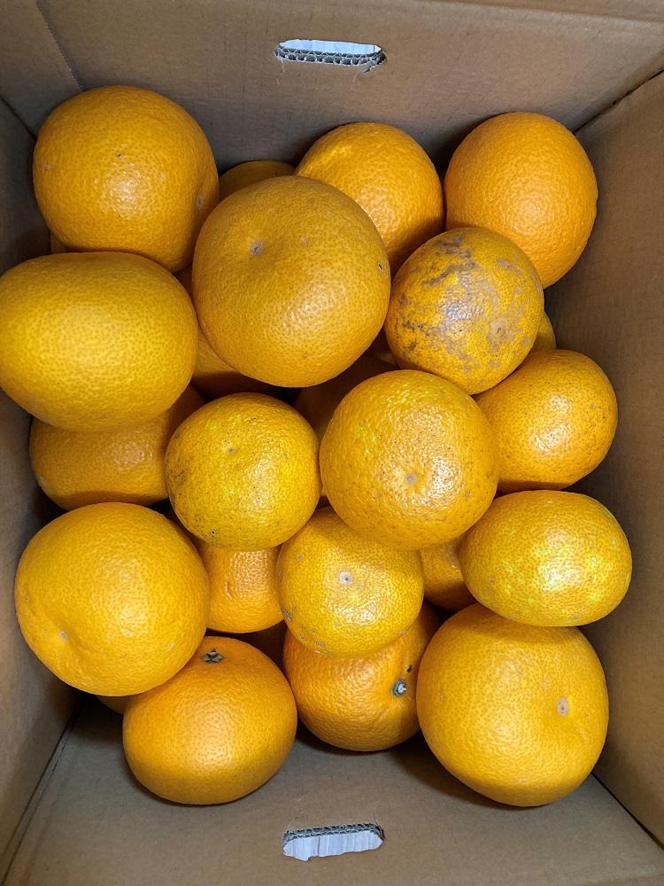 真心こめた木成り八朔 約5kg 家庭用 【2027年2月中旬頃より発送】【Ｍ～3Ｌサイズおまかせ・混合】