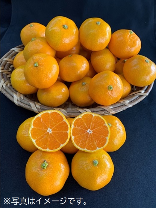 【数量限定】有田みかん青秀　約10kg（SもしくはМサイズ）※サイズ指定不可