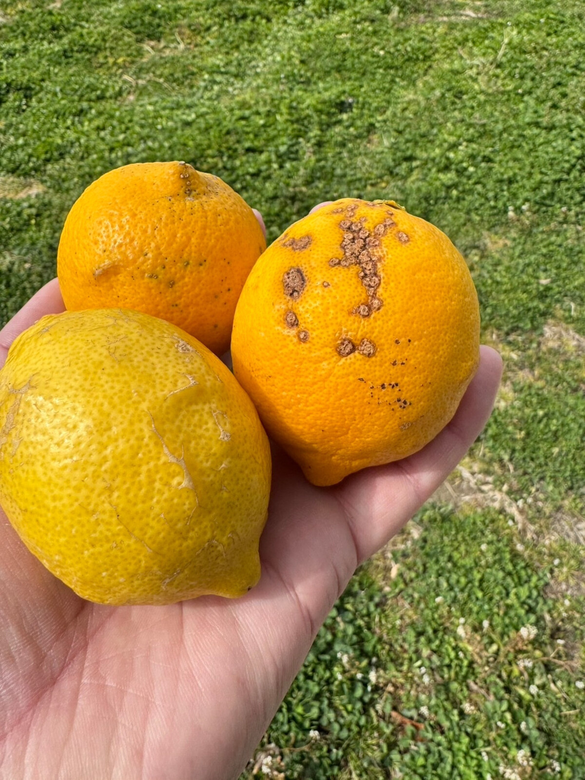 訳あり 国産 レモン 2.5kg (14~22玉)