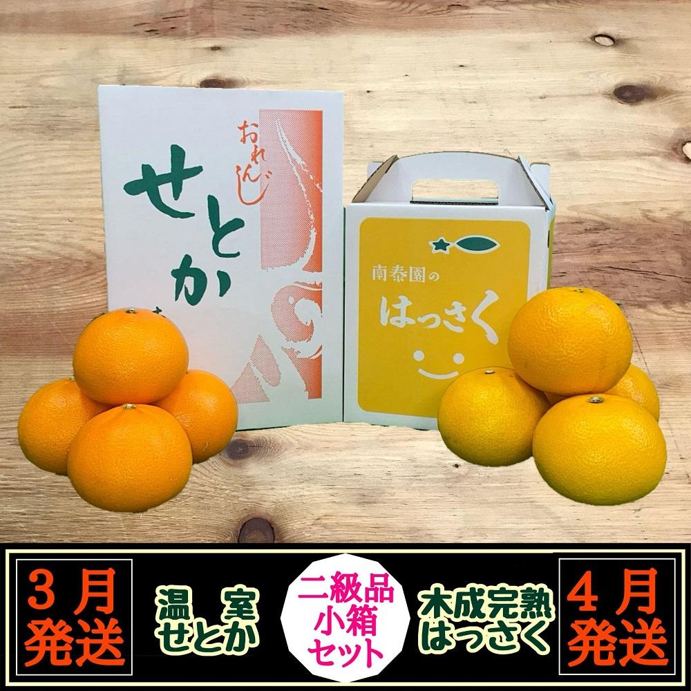 定期便 春に楽しむ ハウス せとか ＆ 木成 完熟 有田 はっさく 傷あり 二級品 小箱セット 全2回 南泰園